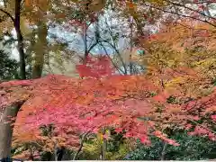 深大寺の自然