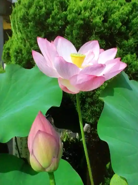 長善寺(東京都)