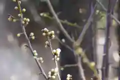 東海市熊野神社の自然