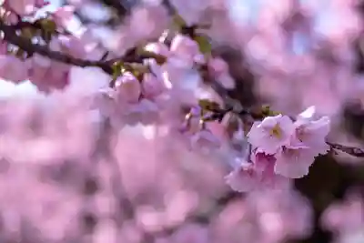 宮地嶽神社(福岡県)