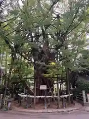 稲毛神社(神奈川県)