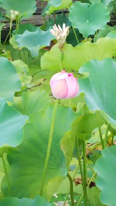 観音寺(沢観音)の自然