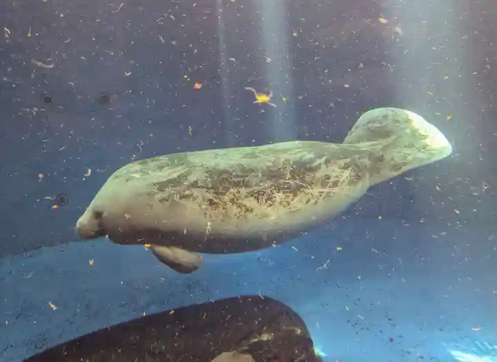 大山祇神社(三重県)