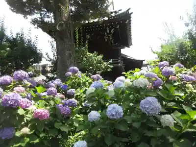 白山神社(東京都)