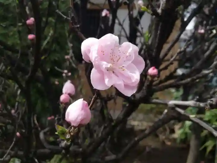 居木神社の自然