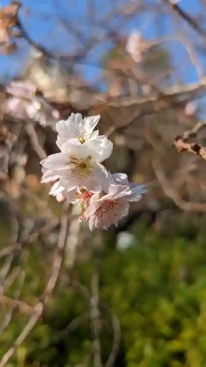 妙蓮寺(京都府)
