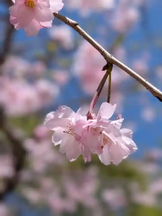 鳩森八幡神社(東京都)