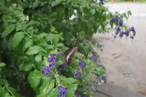 今戸神社(東京都)