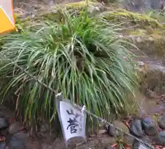 神橋(二荒山神社)の自然