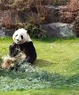 熊野三所神社の動物