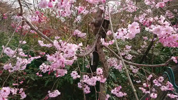 冠稲荷神社の自然