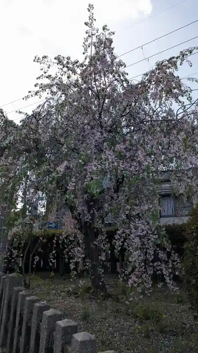 六孫王神社(京都府)