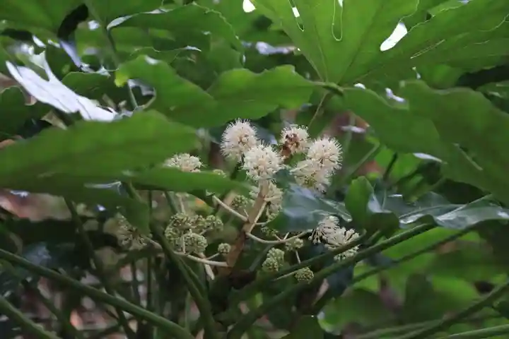 阿久津「田村神社」(郡山市阿久津町)旧社名:伊豆箱根三嶋三社の庭園