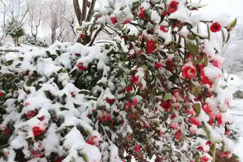 阿久津「田村神社」（郡山市阿久津町）旧社名：伊豆箱根三嶋三社の自然