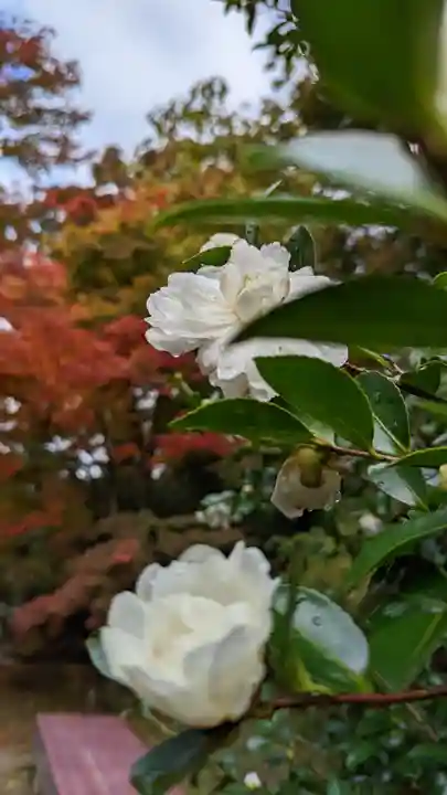 霊鑑寺門跡(京都府)
