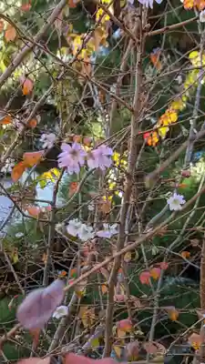 妙蓮寺(京都府)