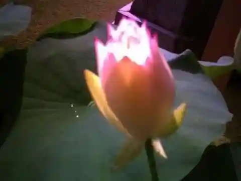 法金剛院(京都府)