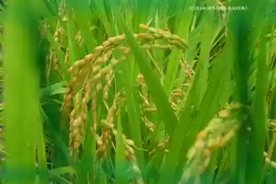 東京大神宮(東京都)