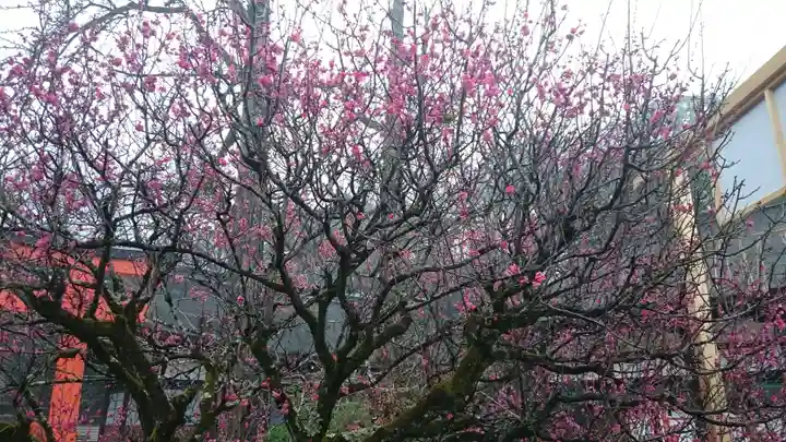 賀茂御祖神社(下鴨神社)の自然