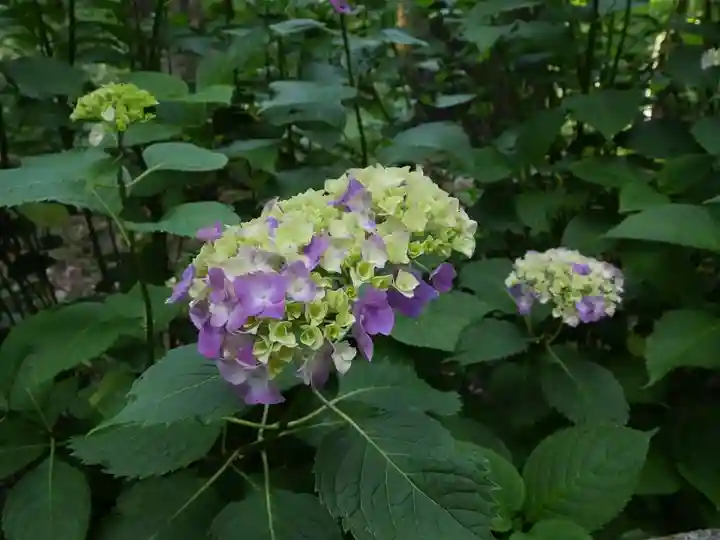 最乗寺(道了尊)の自然