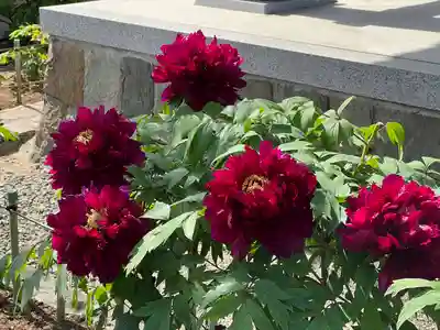 真言宗　善通寺派　薬王寺(香川県)