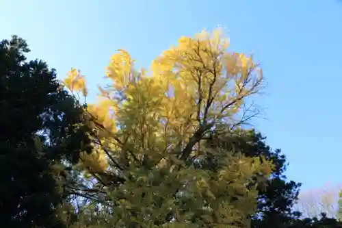 乙宿禰神社の自然