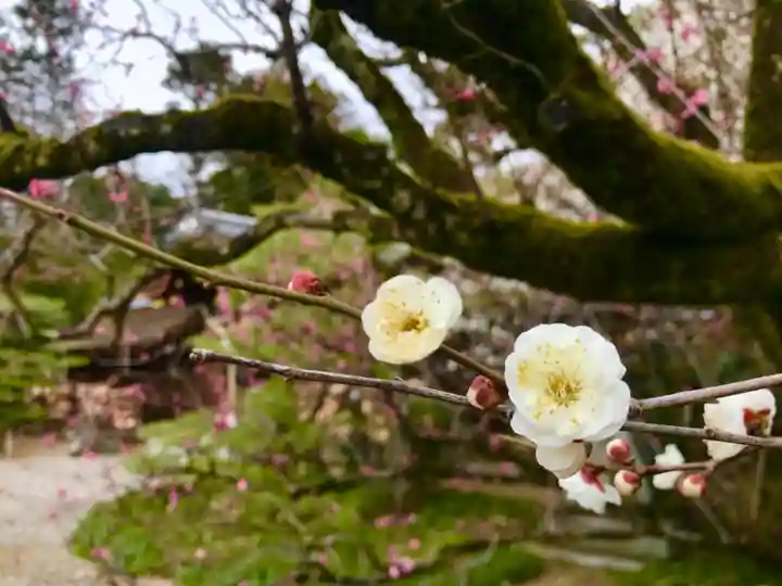 梅宮大社の自然