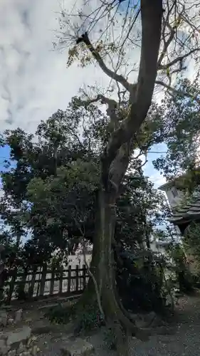 西四条斎宮　西院野々宮神社(春日神社御旅所)の自然