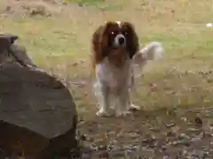 大村神社の動物