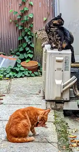 海南神社の動物