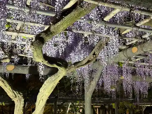 亀戸天神社(東京都)