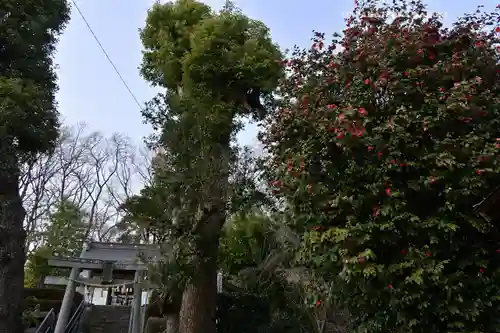 本郷氷川神社(埼玉県)