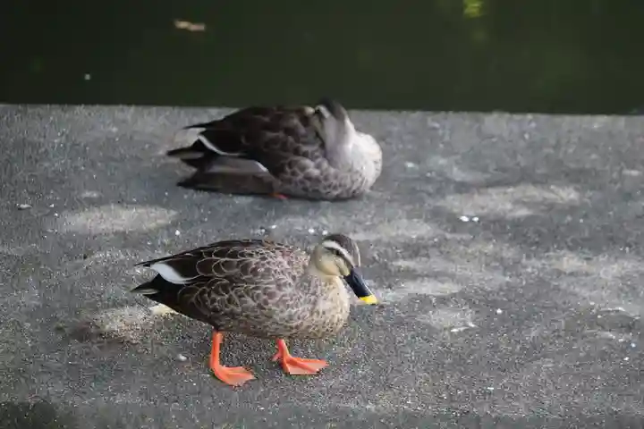 長岡天満宮の動物