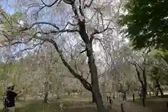 半木神社(京都府)