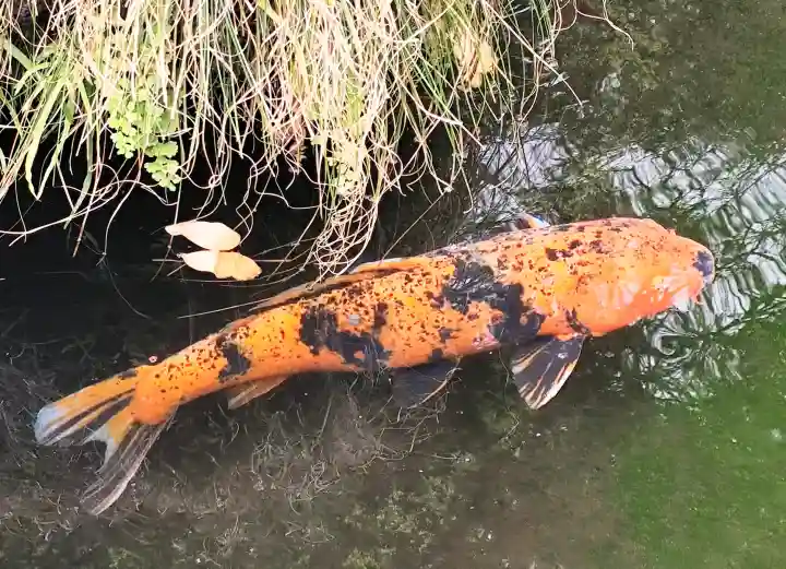 禅定院の{uncategorized: "未分類", other: "その他", undefined: "問題あり", building: "その他建物", grave: "お墓", sacred_gate: "鳥居", guardian: "狛犬", statue: "像", buddha: "仏像", history: "歴史", nature: "自然", garden: "庭園", animal: "動物", pagoda: "塔", temizu: "手水舎", mountain_gate: "山門・神門", sanctuary: "本殿・本堂", subordinate: "末社・摂社", art: "芸術", scenery: "景色", jizo: "地蔵", ema: "絵馬", goshuin: "御朱印", omikuji: "おみくじ", items: "授与品その他", amulet: "お守り", goshuincho: "御朱印帳", eats: "食事", festival: "お祭り", votive_dance: "神楽", shichigosan: "七五三参", wedding: "結婚式", experience: "体験その他", initially: "初詣", around: "周辺", anti_infection: "感染症対策"}