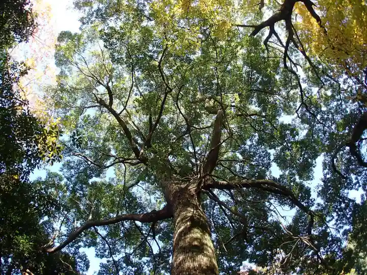 夜都伎神社の自然