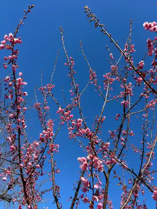 桜神宮の{uncategorized: "未分類", other: "その他", undefined: "問題あり", building: "その他建物", grave: "お墓", sacred_gate: "鳥居", guardian: "狛犬", statue: "像", buddha: "仏像", history: "歴史", nature: "自然", garden: "庭園", animal: "動物", pagoda: "塔", temizu: "手水舎", mountain_gate: "山門・神門", sanctuary: "本殿・本堂", subordinate: "末社・摂社", art: "芸術", scenery: "景色", jizo: "地蔵", ema: "絵馬", goshuin: "御朱印", omikuji: "おみくじ", items: "授与品その他", amulet: "お守り", goshuincho: "御朱印帳", eats: "食事", festival: "お祭り", votive_dance: "神楽", shichigosan: "七五三参", wedding: "結婚式", experience: "体験その他", initially: "初詣", around: "周辺", anti_infection: "感染症対策"}