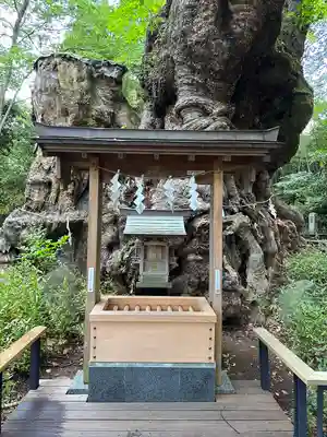 來宮神社(静岡県)