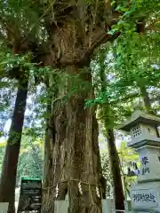 藏皇神社の自然