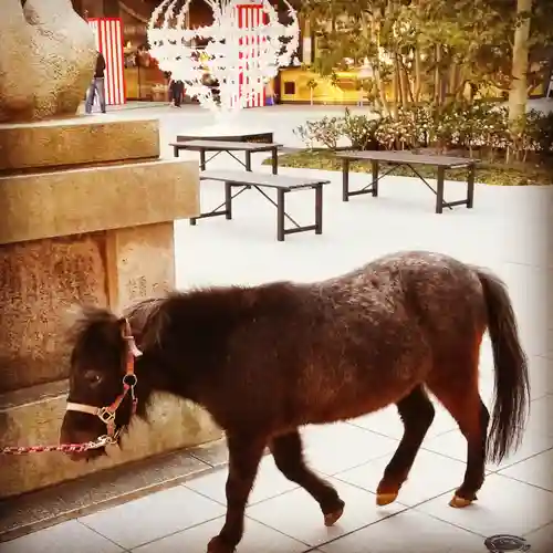 神田神社（神田明神）の動物
