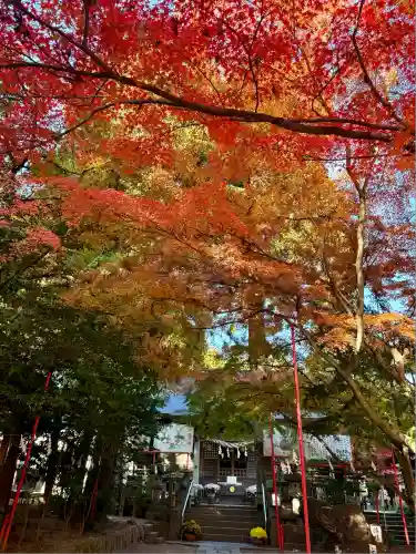 渋川八幡宮(群馬県)
