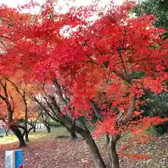 坂本八幡宮の自然