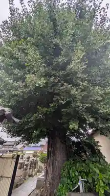 西教寺(京都府)