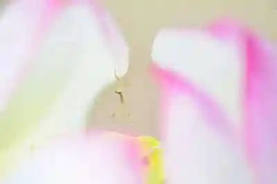 浄土寺(兵庫県)