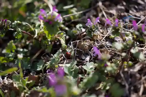 大山阿夫利神社の自然