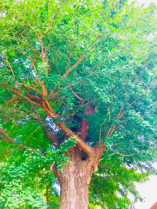 厳島神社の自然