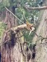 高岡神社の{uncategorized: "未分類", other: "その他", undefined: "問題あり", building: "その他建物", grave: "お墓", sacred_gate: "鳥居", guardian: "狛犬", statue: "像", buddha: "仏像", history: "歴史", nature: "自然", garden: "庭園", animal: "動物", pagoda: "塔", temizu: "手水舎", mountain_gate: "山門・神門", sanctuary: "本殿・本堂", subordinate: "末社・摂社", art: "芸術", scenery: "景色", jizo: "地蔵", ema: "絵馬", goshuin: "御朱印", omikuji: "おみくじ", items: "授与品その他", amulet: "お守り", goshuincho: "御朱印帳", eats: "食事", festival: "お祭り", votive_dance: "神楽", shichigosan: "七五三参", wedding: "結婚式", experience: "体験その他", initially: "初詣", around: "周辺", anti_infection: "感染症対策"}