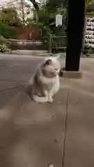 愛宕神社の動物