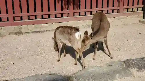 厳島神社の動物
