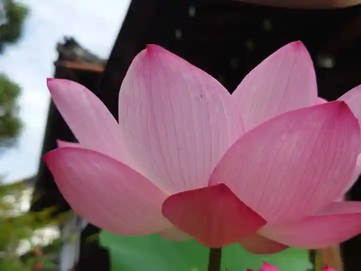 法金剛院(京都府)